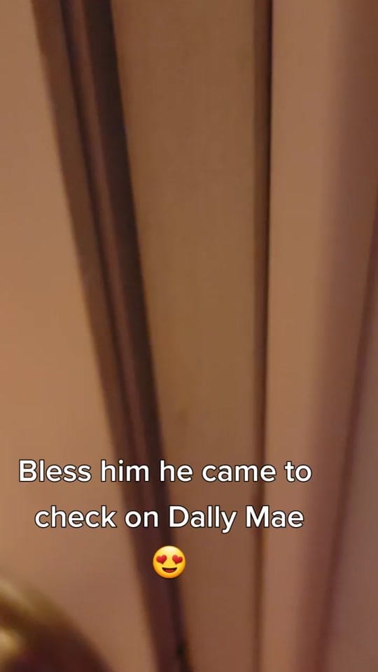 Post 9 by Dally Mae🐾Ember Rae on TikTok (video)