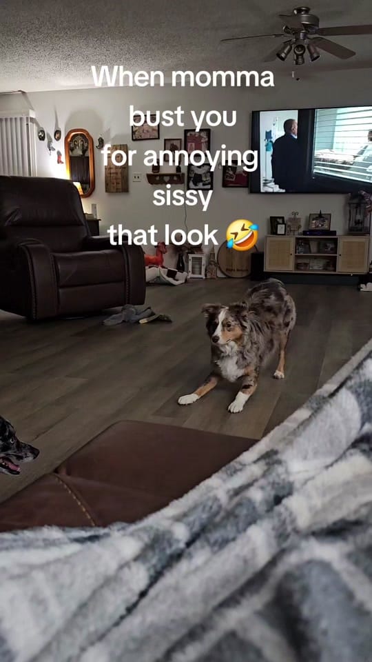 Post 2 by Dally Mae🐾Ember Rae on TikTok (video)