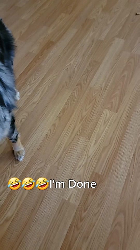 Post 8 by Dally Mae🐾Ember Rae on TikTok (video)