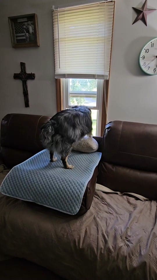 Post 6 by Dally Mae🐾Ember Rae on TikTok (video)