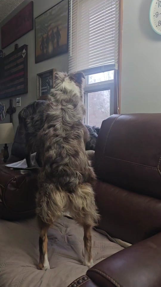 Post 1 by Dally Mae🐾Ember Rae on TikTok (video)