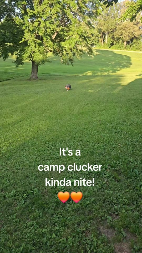 Post 5 by Dally Mae🐾Ember Rae on TikTok (video)