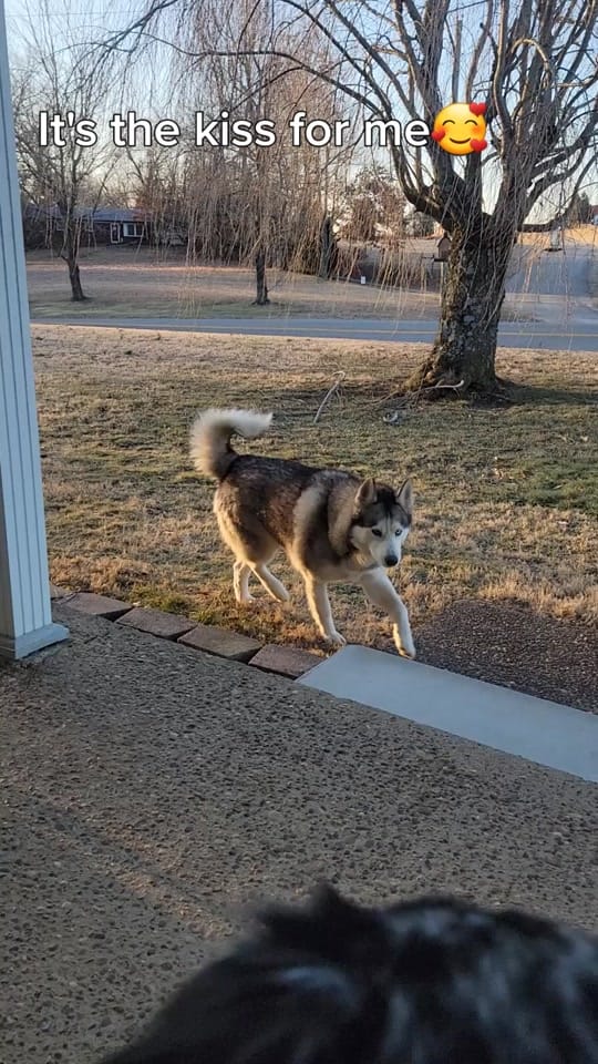 Post 10 by Dally Mae🐾Ember Rae on TikTok (video)