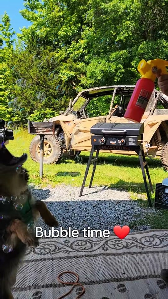 Post 3 by Dally Mae🐾Ember Rae on TikTok (video)