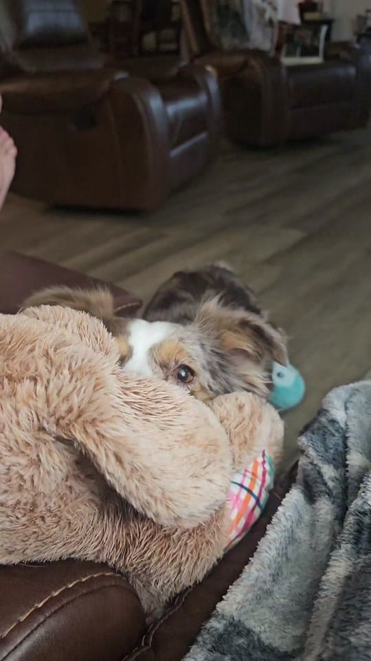 Post 7 by Dally Mae🐾Ember Rae on TikTok (video)