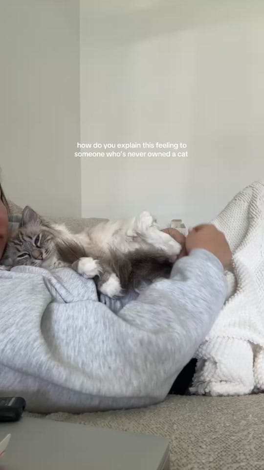 Post 1 by Apollo & Athena on TikTok (video)