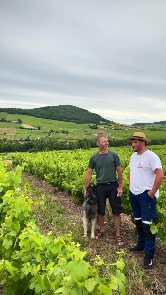 Post 1 by Aurel Beaujolais 🍇🍷 on TikTok (video)