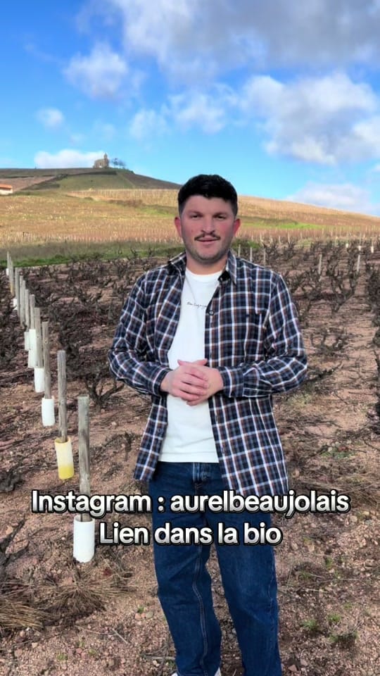 Post 6 by Aurel Beaujolais 🍇🍷 on TikTok (video)