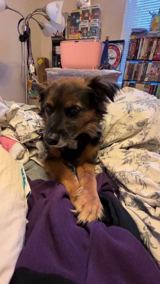 Post 3 by Stephanie Sheh on TikTok (video)