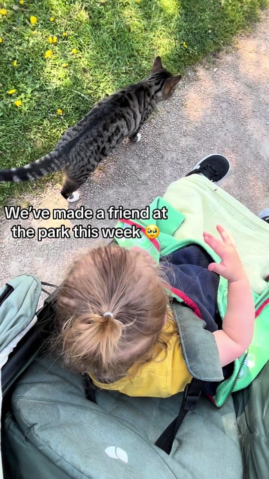 Post 9 by Alice|Cotswold|Boymom on TikTok (video)