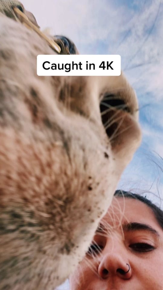 Post 4 by BPC on TikTok (video)