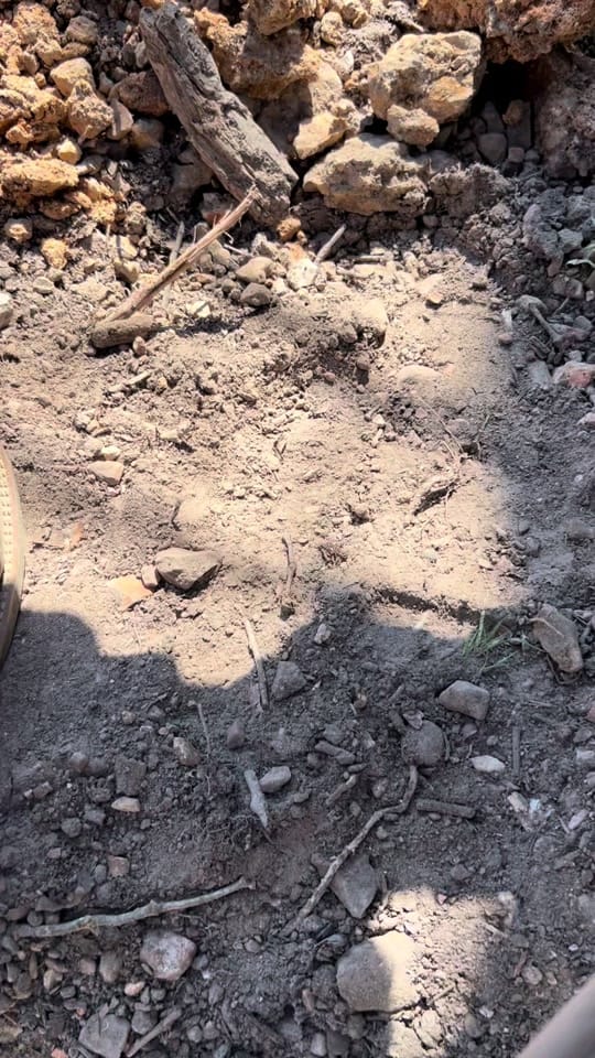 Post 7 by ozark_oz on TikTok (video)