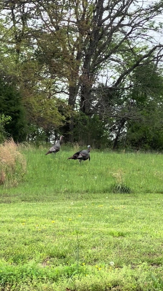 Post 3 by ozark_oz on TikTok (video)
