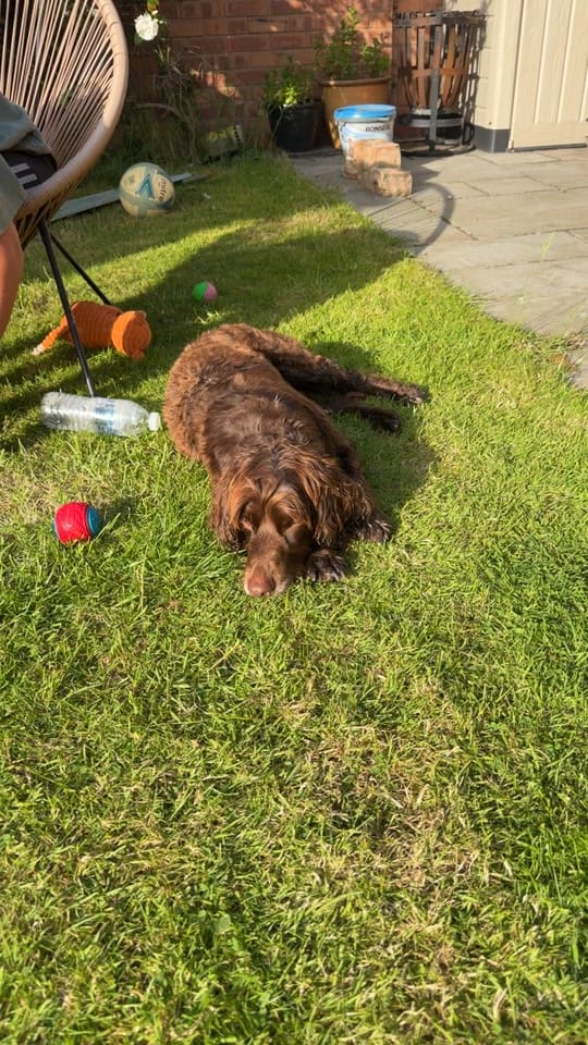 Post 6 by Bobby 🐶 & Nannie 🎀 on TikTok (video)