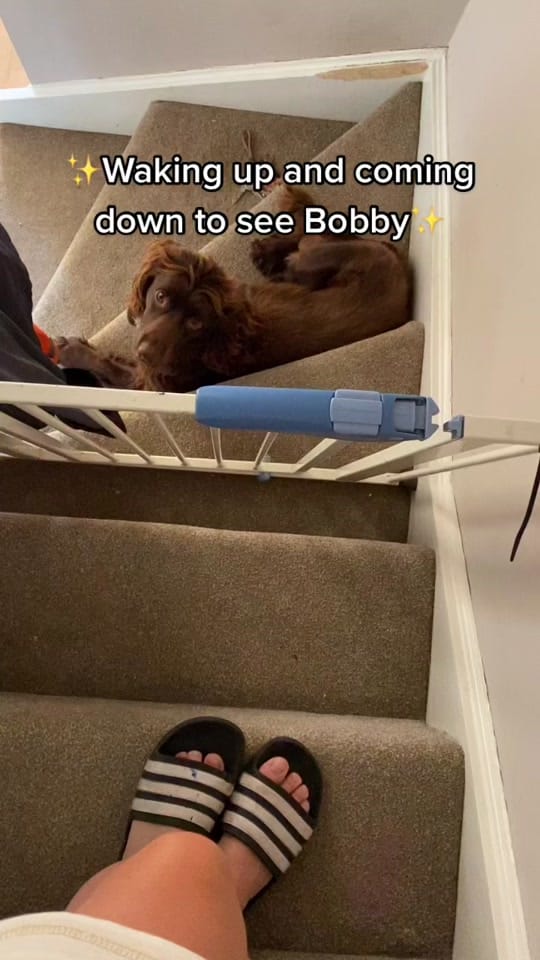 Post 10 by Bobby 🐶 & Nannie 🎀 on TikTok (video)