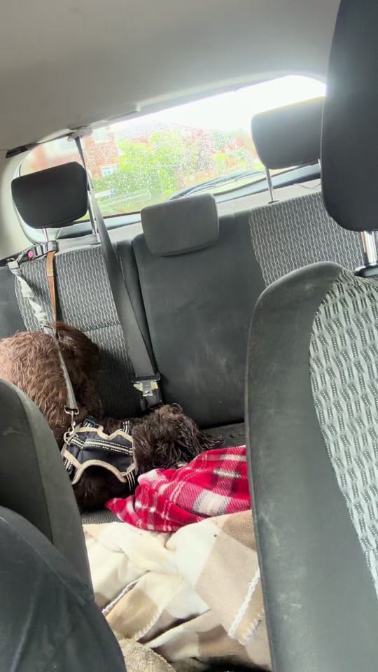 Post 1 by Bobby 🐶 & Nannie 🎀 on TikTok (video)