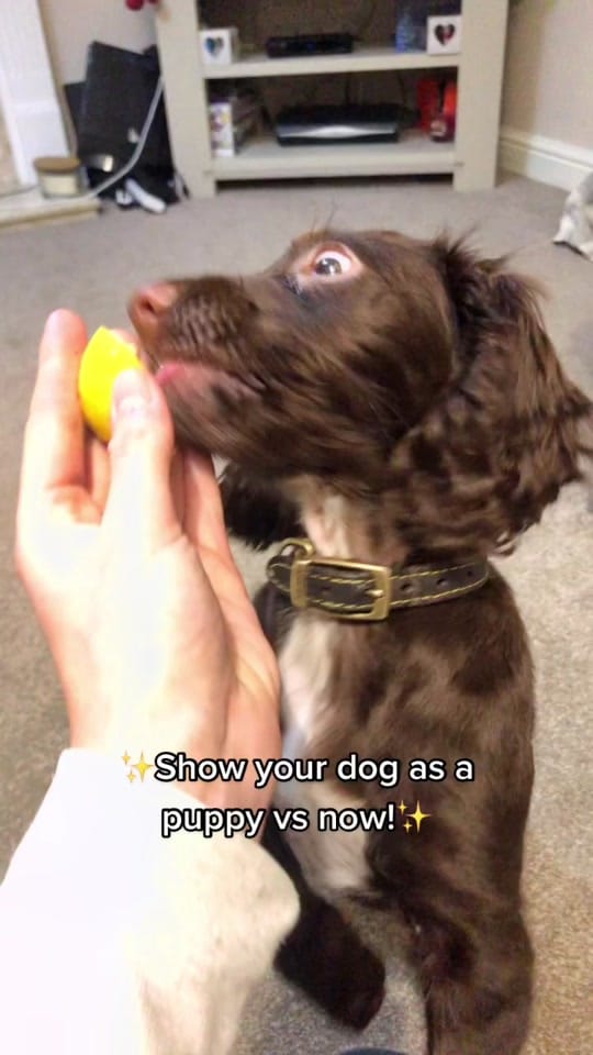 Post 8 by Bobby 🐶 & Nannie 🎀 on TikTok (video)
