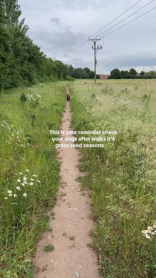 Post 4 by Bobby 🐶 & Nannie 🎀 on TikTok (video)