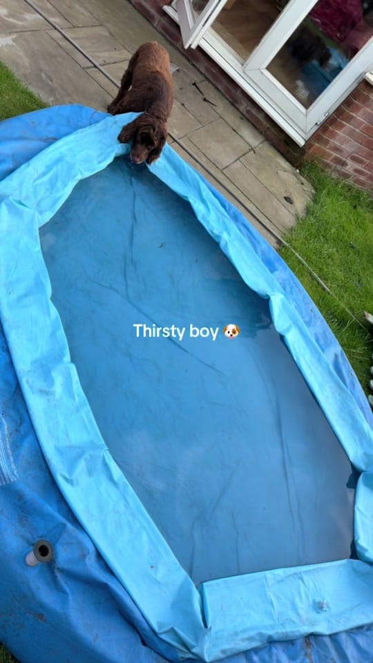 Post 5 by Bobby 🐶 & Nannie 🎀 on TikTok (video)