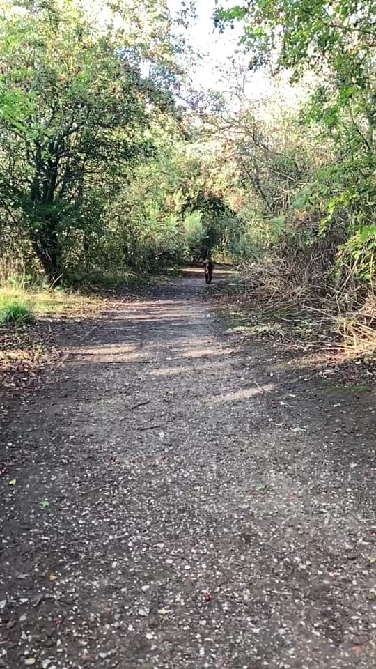 Post 9 by Bobby 🐶 & Nannie 🎀 on TikTok (video)