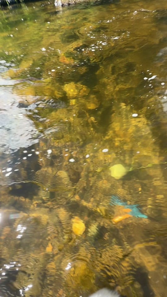 Post 5 by Gold_Rush_Scotland on TikTok (video)