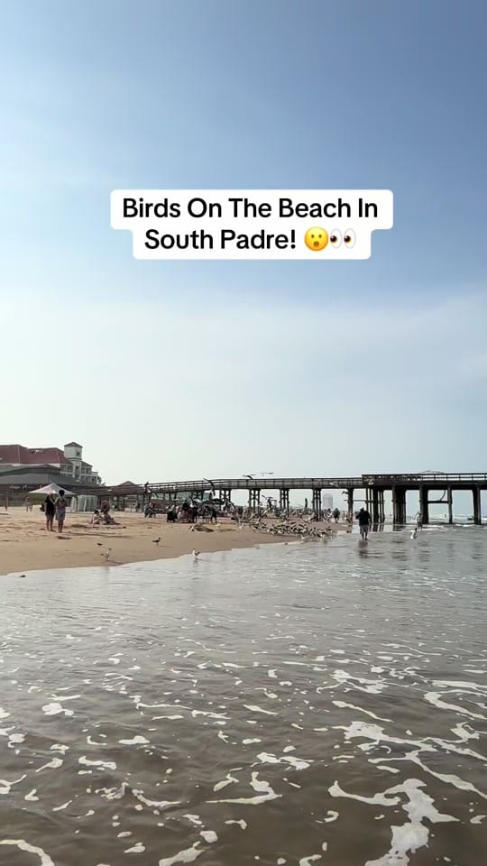 Post 4 by JazzeRadioChica on TikTok (video)