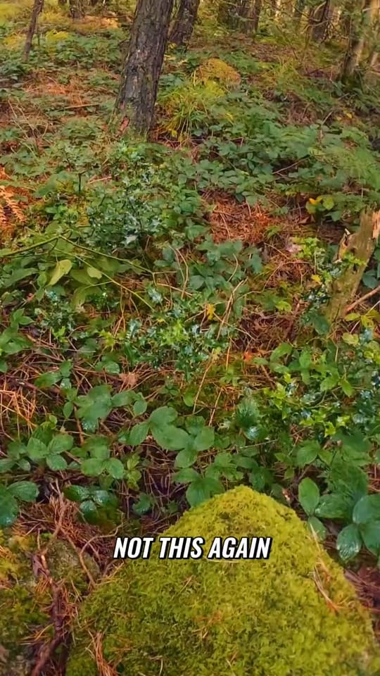 Post 5 by Stephen J Reid on TikTok (video)