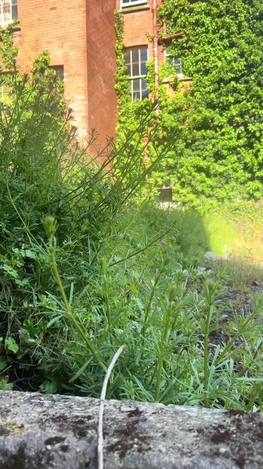 Post 1 by Abandoned History on TikTok (video)