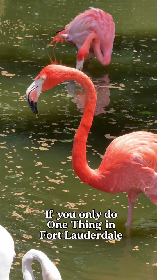 Post 2 by Amanda👒BoutiqueAdventurer on TikTok (video)
