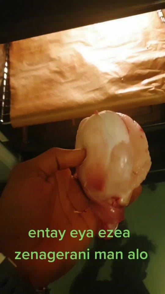 Post 2 by Gura Gura on TikTok (video)
