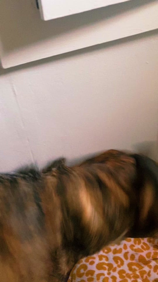 Post 3 by Gwen Fraser on TikTok (video)