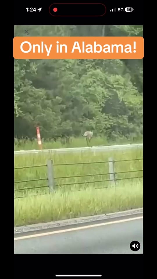 Post 9 by n o a h on TikTok (video)
