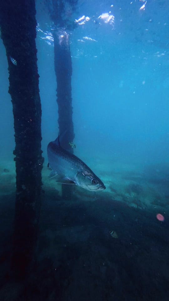 Post 6 by Thatssoolaurenunderwater on TikTok (video)