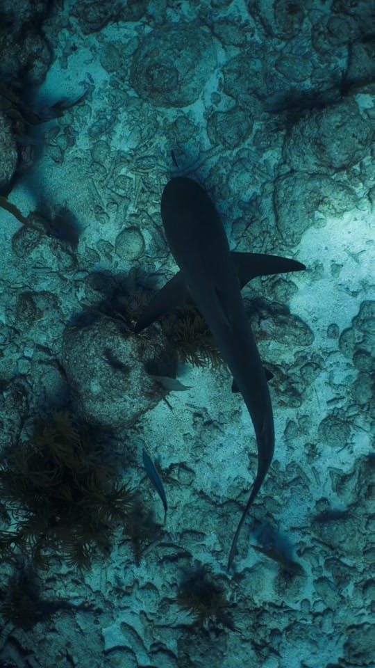 Post 2 by Thatssoolaurenunderwater on TikTok (video)