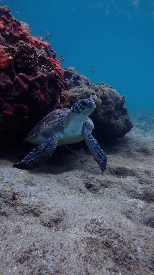 Post 4 by Thatssoolaurenunderwater on TikTok (video)