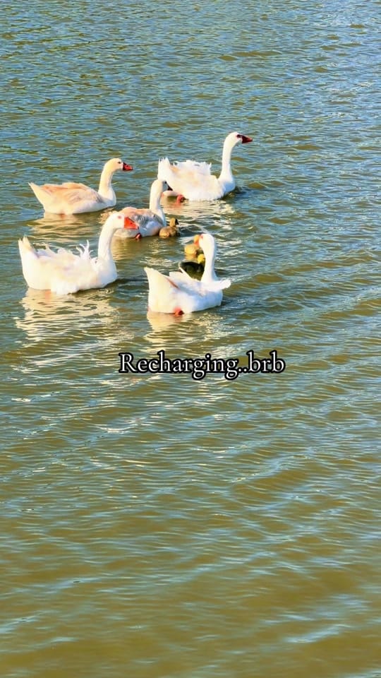 Post 3 by cydneelouwho 📚 ☕️ 🦢 on TikTok (video)