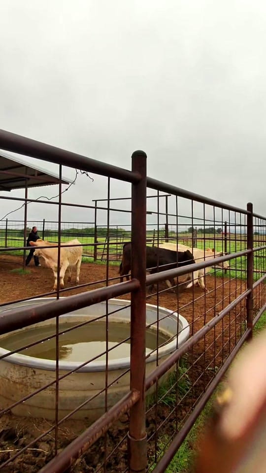 Post 4 by BlevinsFamilyRanch on TikTok (video)