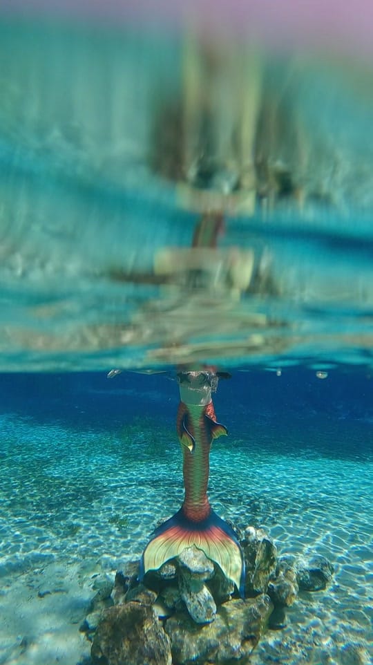 Post 6 by shellseaflmermaid on TikTok (video)