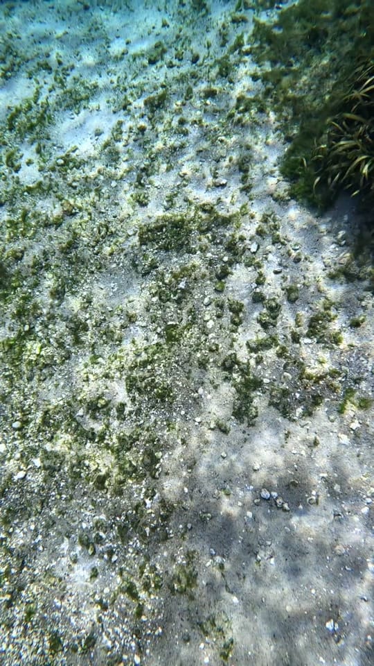 Post 10 by shellseaflmermaid on TikTok (video)