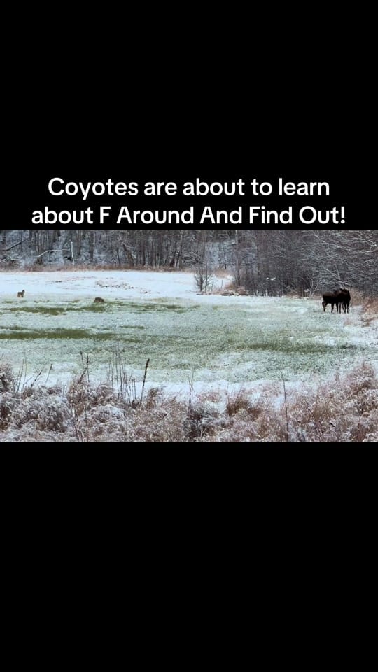 Post 1 by 🇺🇸🇺🇸Alaska Patriot🇺🇸🇺🇸 on TikTok (video)