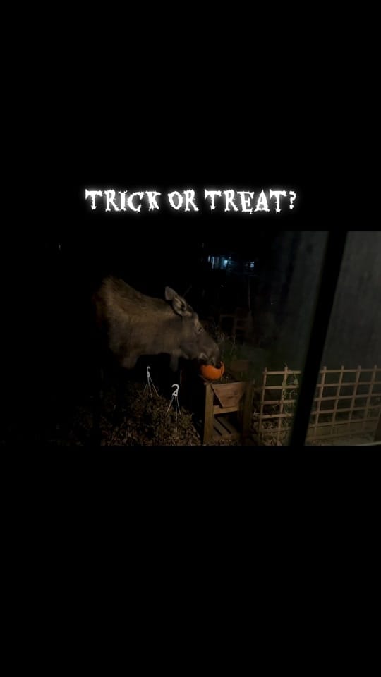 Post 2 by 🇺🇸🇺🇸Alaska Patriot🇺🇸🇺🇸 on TikTok (video)