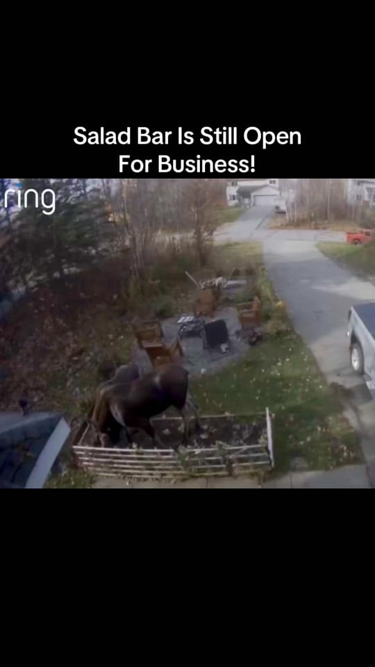 Post 4 by 🇺🇸🇺🇸Alaska Patriot🇺🇸🇺🇸 on TikTok (video)