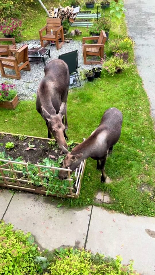 Post 5 by 🇺🇸🇺🇸Alaska Patriot🇺🇸🇺🇸 on TikTok (video)