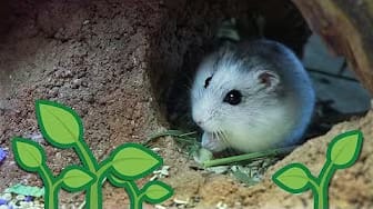 Post 5 by Enchanted Bug on YouTube (video)