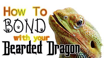Post 2 by Enchanted Bug on YouTube (video)