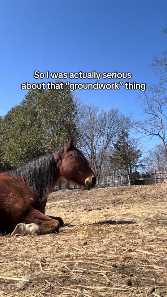 Post 10 by Equi Evolution on TikTok (video)