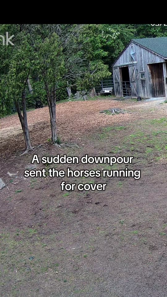 Post 5 by Equi Evolution on TikTok (video)