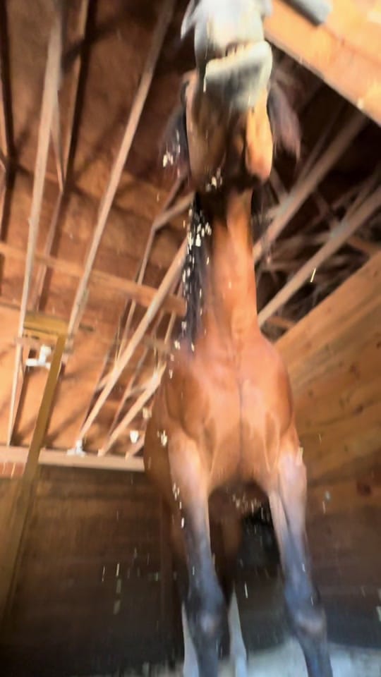 Post 6 by Equi Evolution on TikTok (video)
