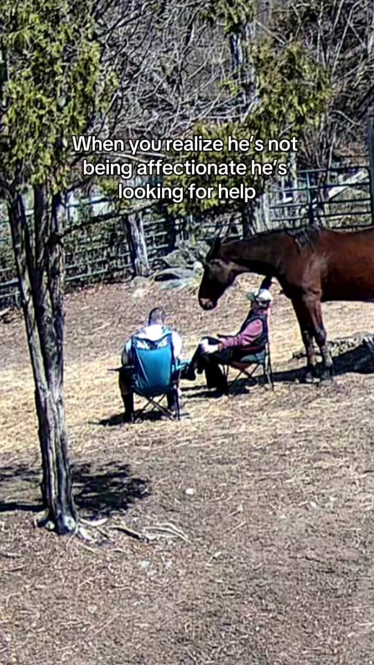 Post 9 by Equi Evolution on TikTok (video)