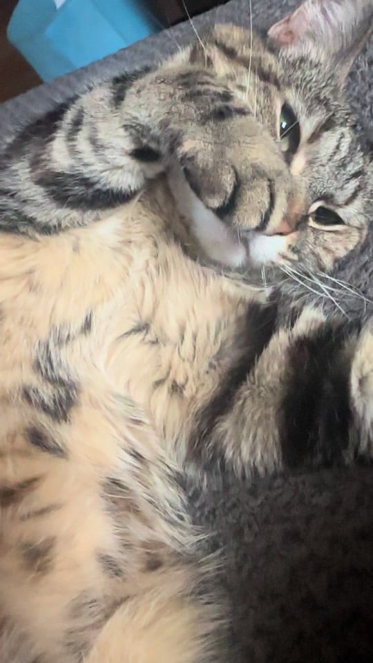 Post 8 by Danielle on TikTok (video)